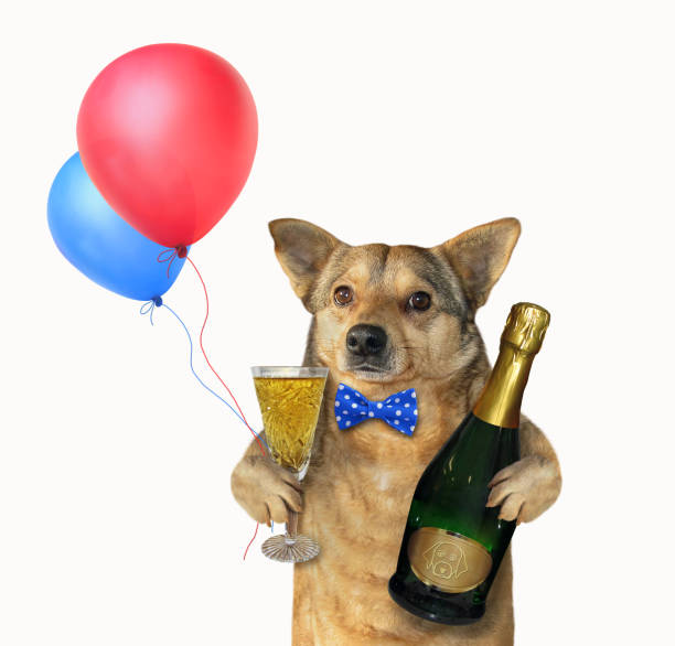 istock Dog with a champagne glass 3 1144955046