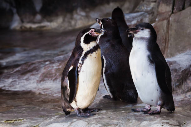istock A pair of cute penguins 1144957924