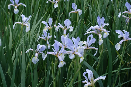 Violet flowers of Iris spuria in May