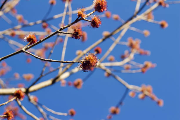 istock Macro abstract view of emerging flower buds on the branches of a red maple tree with blue sky background 1144963789