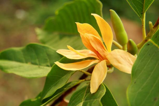 macro, cerca de la flor de perfume michelia. joy, flor de orquídea de jade amarillo, champaca del himalaya perfumado - tree magnolia vibrant color close up fotografías e imágenes de stock