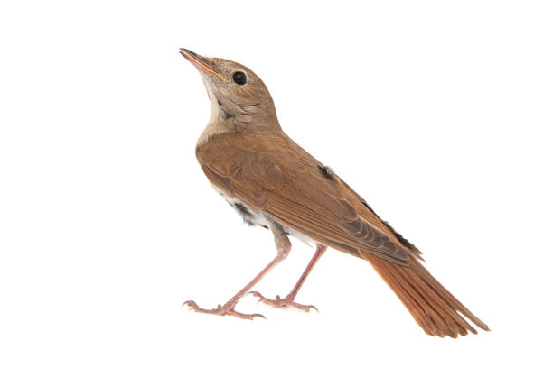 Common nightingale, Luscinia megarhynchos, isolated on white background