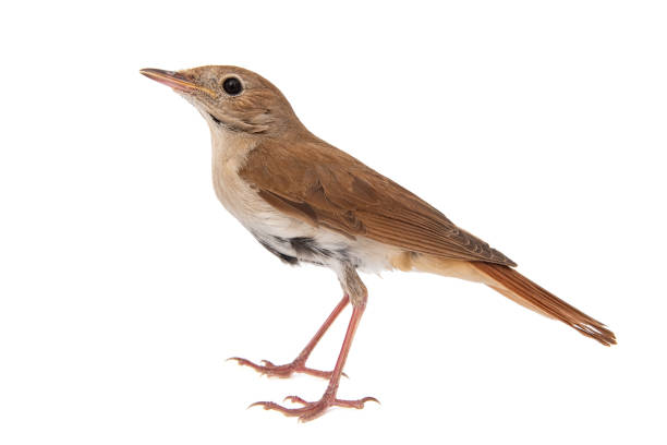 Common nightingale, Luscinia megarhynchos, isolated on white background. Common nightingale, Luscinia megarhynchos, isolated on white background nightingale stock pictures, royalty-free photos & images