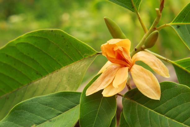 istock Yellow or golden Michelia Alba flower. 1144965769