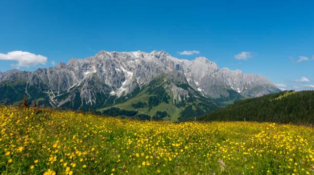 istock Summer in the Alps 1144966148
