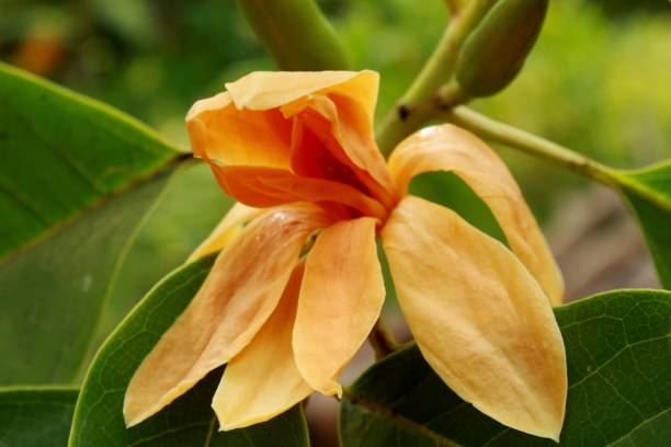 istock Magnolia champaca / Michelia champaca 1144966448