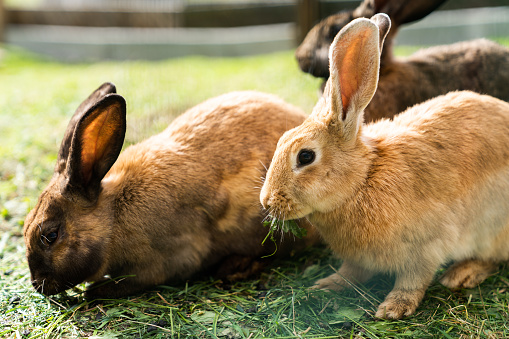 Ginger coloured rabbits eating grass