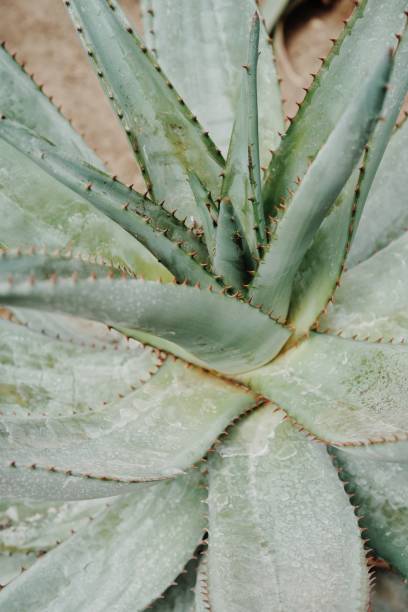 istock Full Frame Shot Of Succulent Plant 1144969324