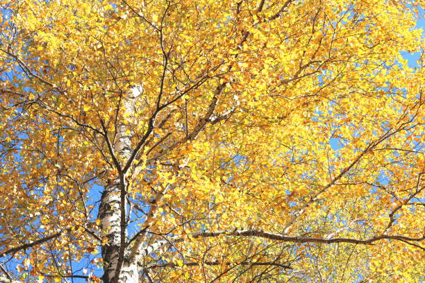 istock beautiful scene with birches in yellow autumn birch forest 1144969856