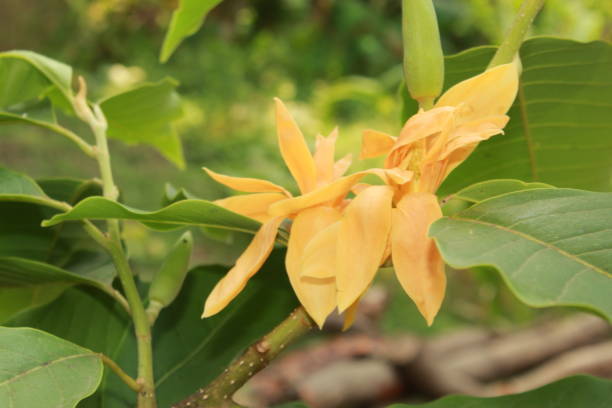 istock Beautiful champaka flower fresh in nature 1144969900