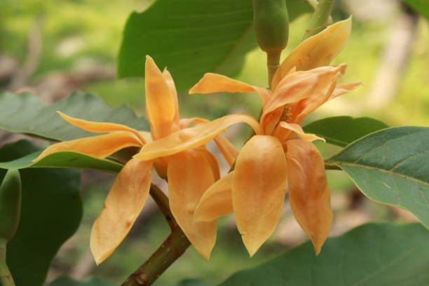 istock Yellow or golden Michelia Alba flower. 1144970549