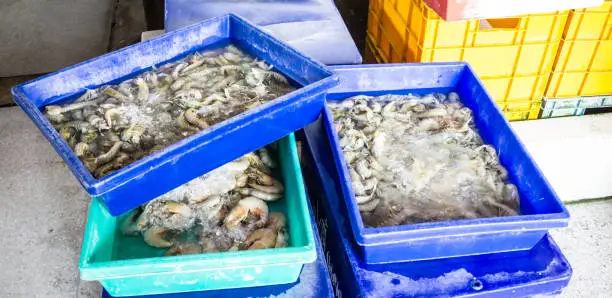 Mantis shrimps and tiger prawn in seafood market