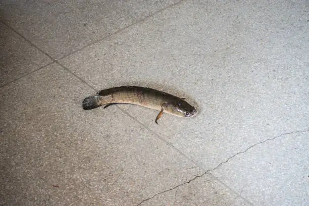 Striped snake-head fish try to escape from cage on market floor