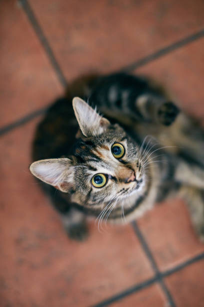 istock Looking down at tabby kitten waiting for food 1144975209