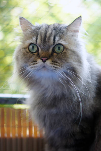 istock Close-up of persian cat 1144975442