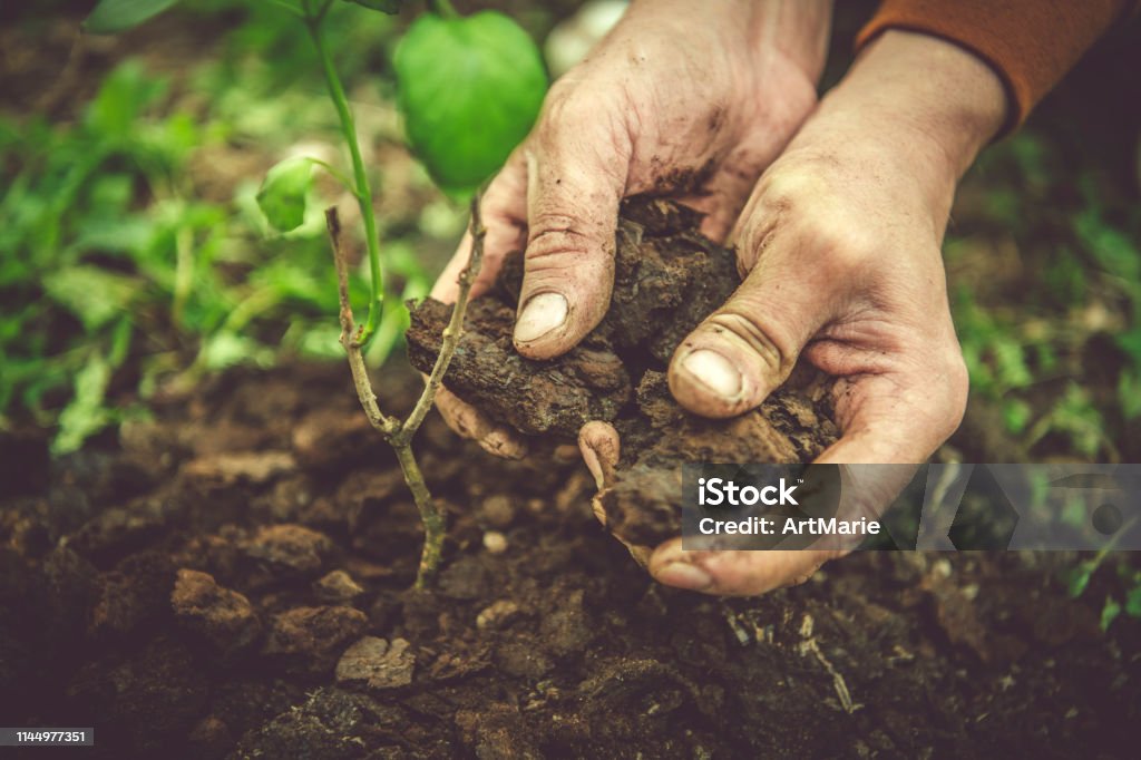 Man's hands gardering in spring Hands of a man planting a young tree from a pot Dirt Stock Photo