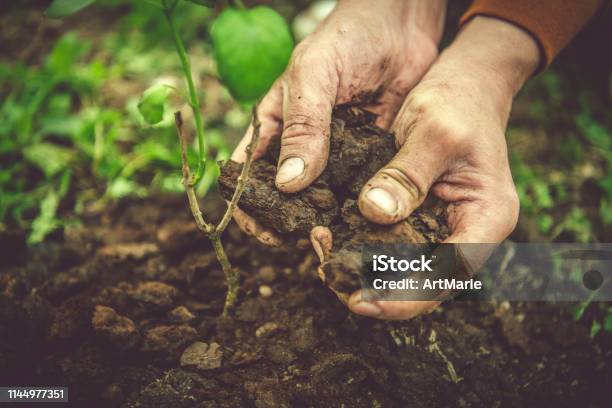 Mans Hands Gardering In Spring Stock Photo - Download Image Now - Dirt, Hand, Lush Foliage