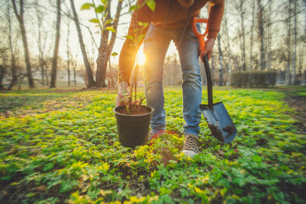 man planten boom op arbor day in de lente - tuin gereedschap stockfoto's en -beelden