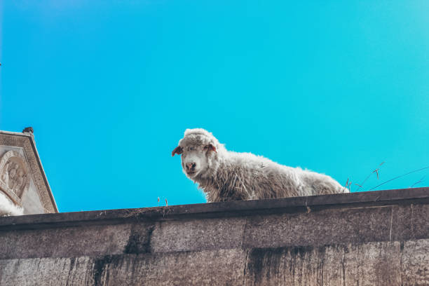 A flock of sheep grazes on a hillside in Bodrum, Turkiye. Modern white buildings are visible in the background, surrounded by greenery.