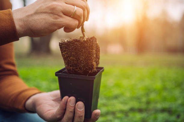 istock Man's hands holding new plant in spring 1144977449
