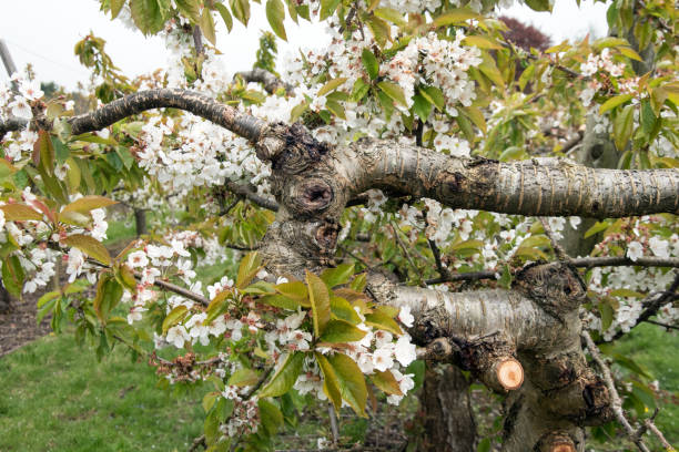 istock Close up of old cheery tree. 1144978180