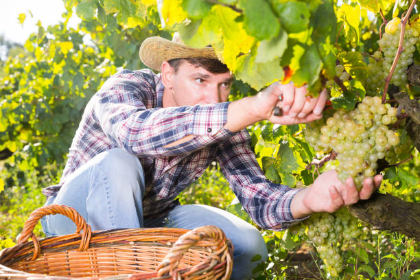 istock Man picking white grapes in vineyard 1144978440