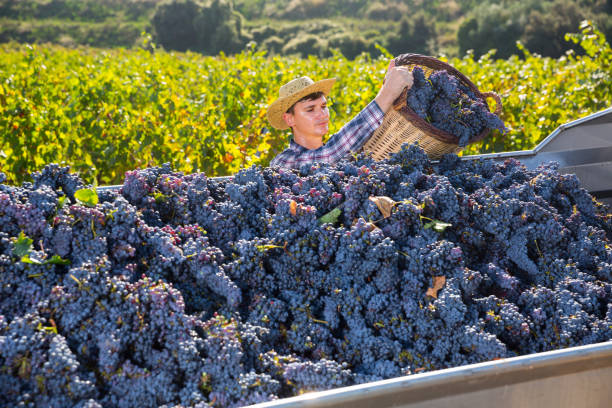 istock Farmer pouring grapes from basket in truck 1144978453