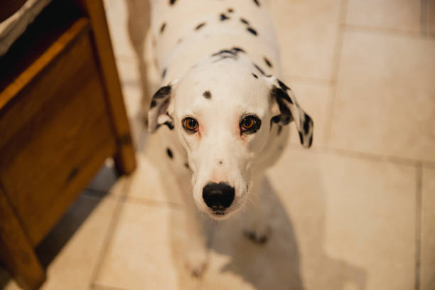 istock Dalmatian Puppydog Eyes 1144980291