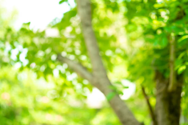 istock Bokeh blur tree nature background with sunlight on summer. Spring season. 1144980738