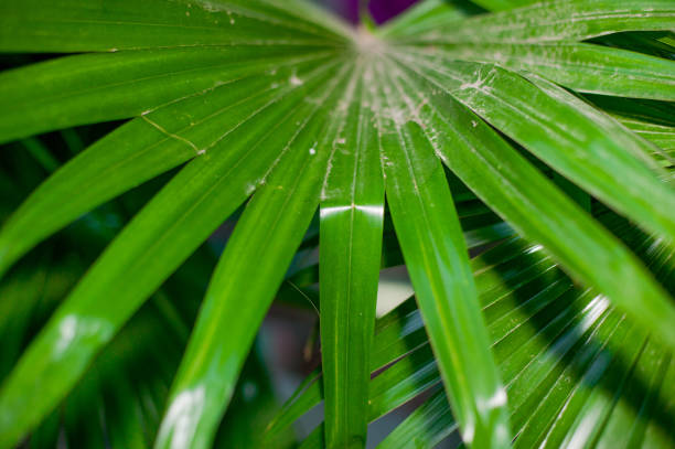 istock Green leaf in the garden 1144980934