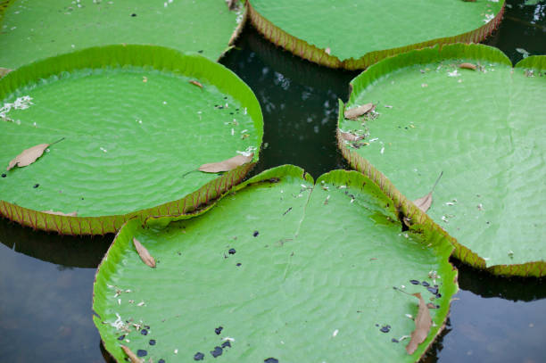 istock Green leaf in the garden 1144980941