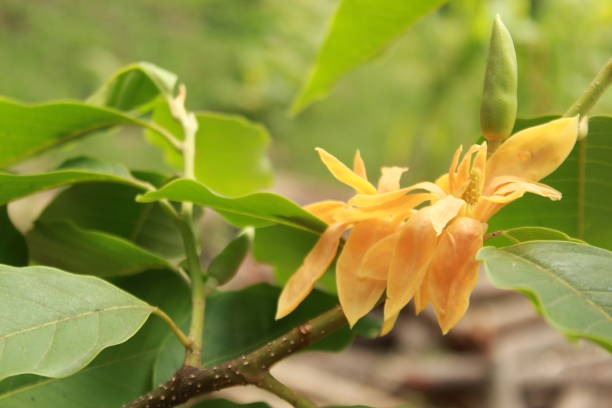 istock Yellow colored or orange colored Magnolia (Michelia champaca) flower. 1144982087