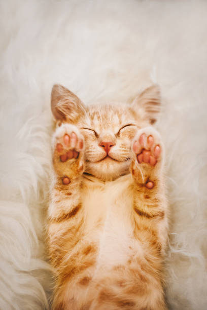 ลูกแมวขิงยกอุ้งมือของเขาขึ้นในฝัน แนวคิดของการเลือกและการลงคะแนนเสียง - แมวส้ม ภาพสต็อก ภาพถ่ายและรูปภาพปลอดค่าลิขสิทธิ์