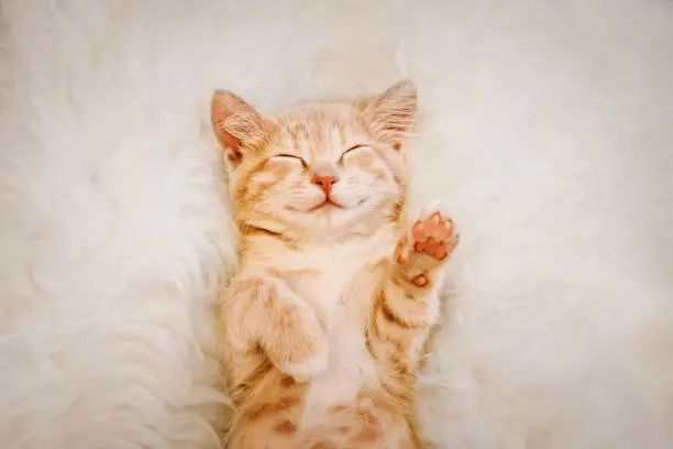 A cute, red kitten is sleeping on his back and smiling, paws up. The concept of sleep and good morning.
