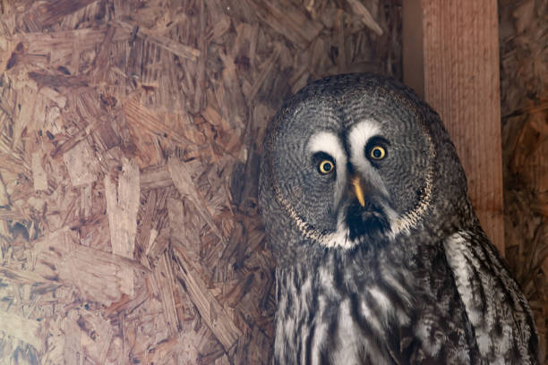 グレートグレーフクロウの肖像画は、カメラを見てケージにクローズアップ。エキゾチックな鳥の訓練の概念。 - owl awe bird close up ストックフォトと画像