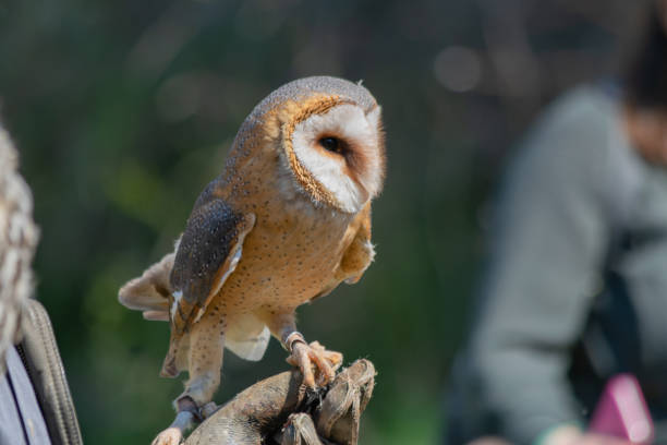 istock Barn owl sitting on glove during show. Training birds concept. 1144982854