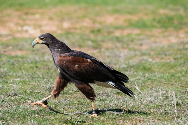 istock Harris haw walking on the grass. Trained bird watcher concept. Predator birds. 1144982861
