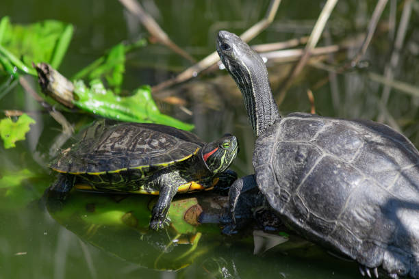istock Two turtles in water mating. Wildlife animals concept. 1144982875