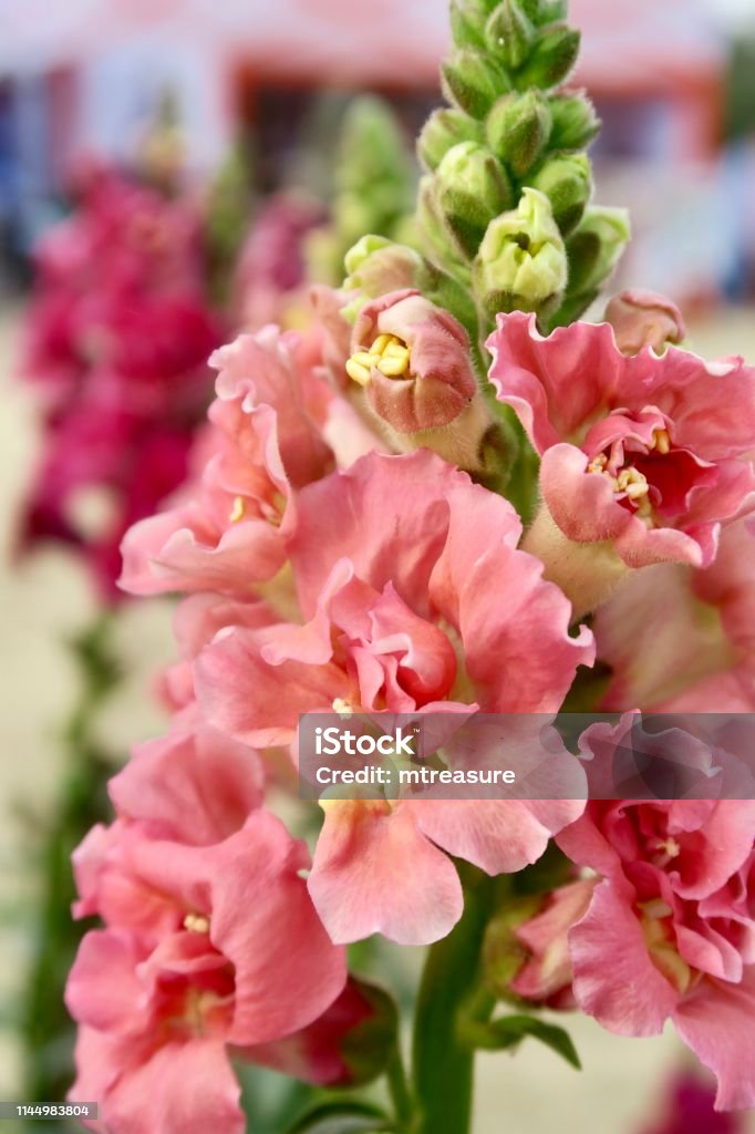 Imagen De Melocotón Naranja Y Rosa Antirrhinum Flores Los Pétalos De Snapdragon Fotoperro Flor Picos Florecen Como Plantas Anuales De Lecho De Jardín De Verano Foto de stock y más banco de Imagen De Melocotón Naranja Y Rosa Antirrhinum Flores Los Pétalos De Snapdragon Fotoperro Flor Picos Florecen Como Plantas Anuales De Lecho De Jardín De Verano Foto de stock y más banco de