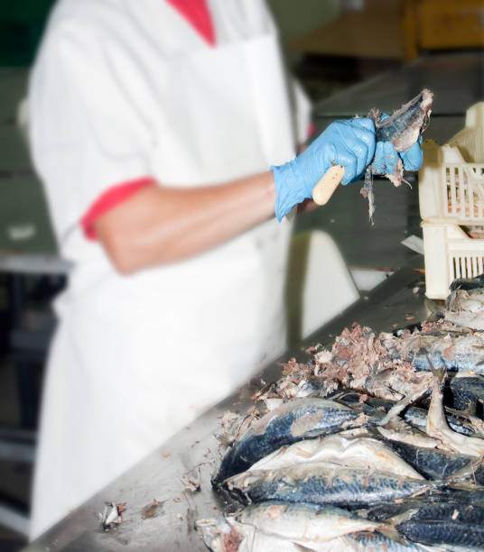 istock Worker preparing fish to can. Raw fish and cans. 1144984339