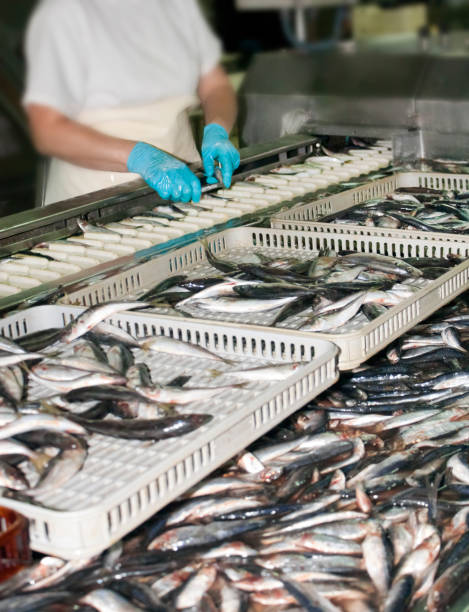 istock Female worker preparing fish to can. Organizing raw fish. 1144984350
