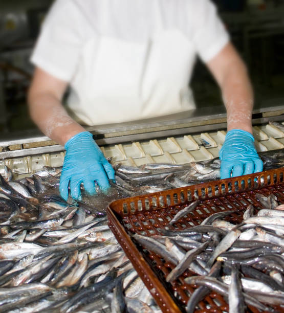 istock Worker preparing fish to can. Hands in water. Organizing raw fish. 1144984356