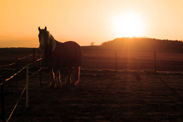 istock A horse at sunrise 1144984522