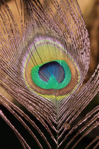 istock Feathers peacock tail, Tail Peacocks generated interest from various cultures, for its exuberance of colors and beauty of feathers. 1144985758