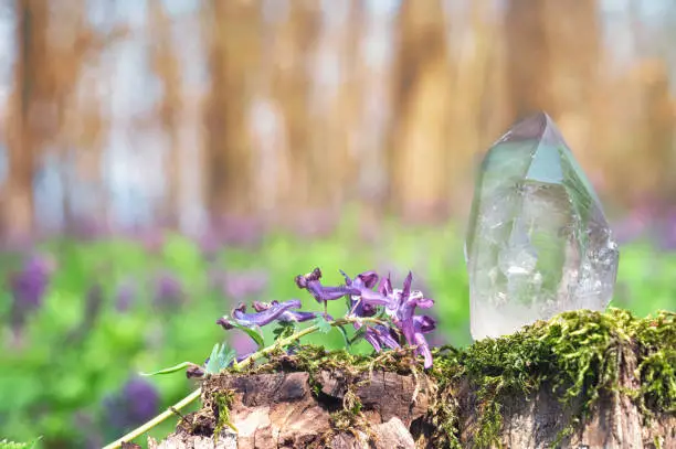 Perfect large shining crystal of transparent quartz in the sunlight on nature. Gem on moss and stump background close-up.
