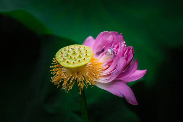 Fading Lotus stock photo