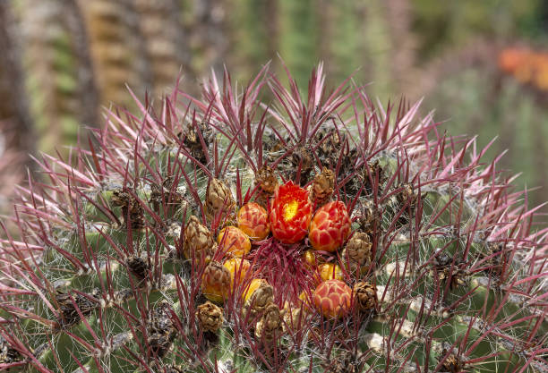 istock Blossoming red cactus flowers with prickly leaves 1144986291