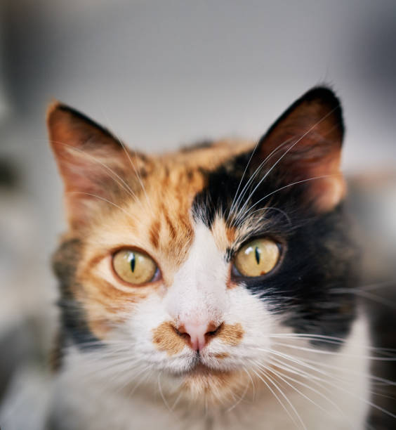 istock Cat looks into the distance 1144987892