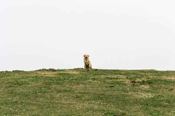 A Labrador dog sitting in the bush