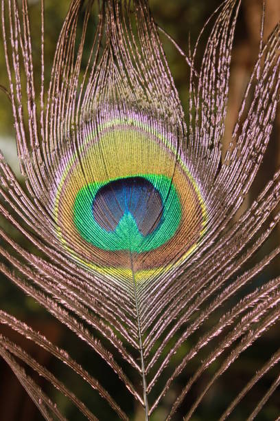 istock Colorful background. Peacock feather close-up 1144989497